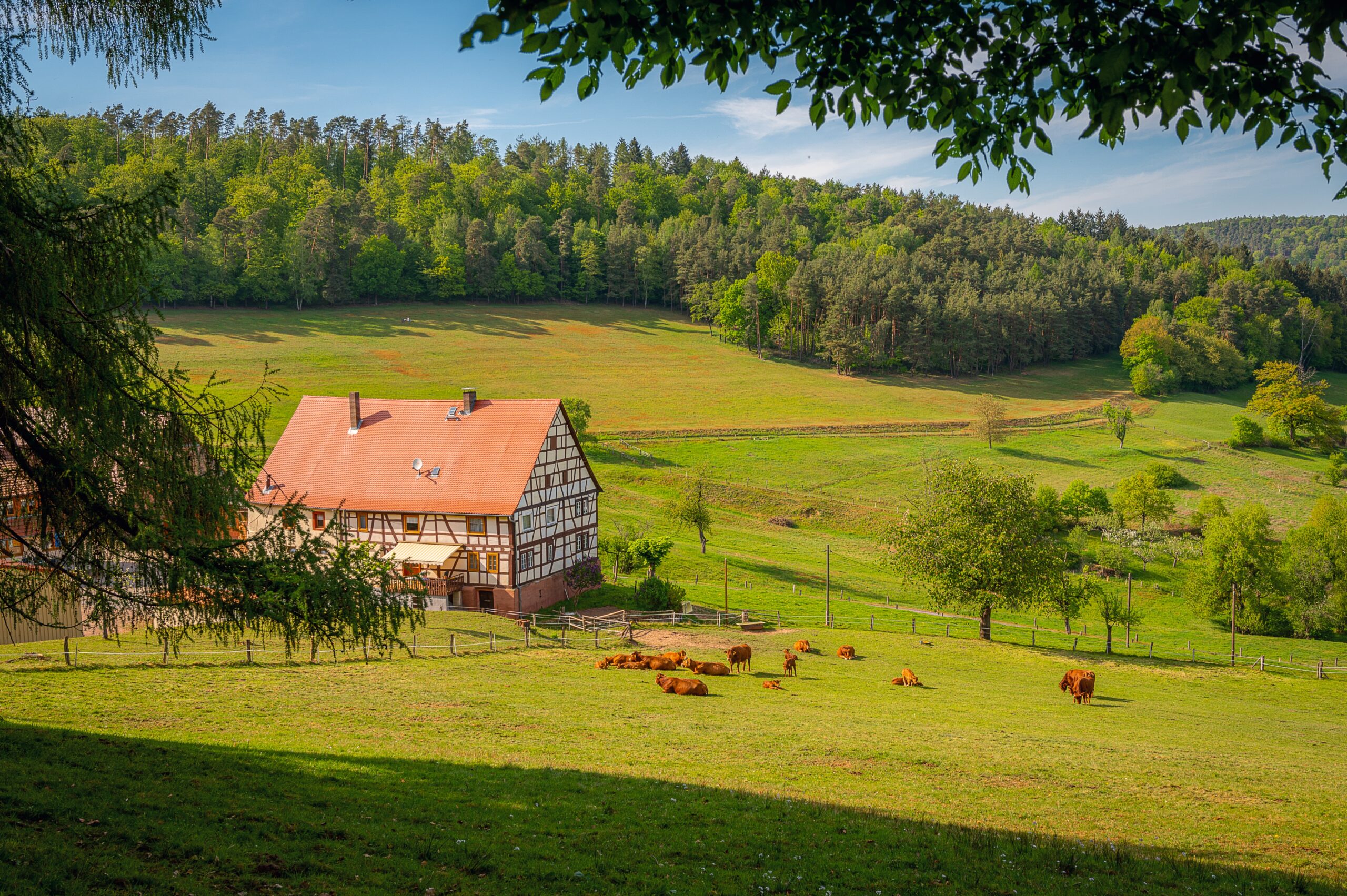 Widok na dom z muru pruskiego, krowy na pastwisku i otaczające lasy w regionie Odenwald